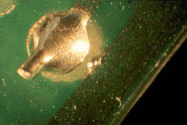 Figure 2: This solder ball must have attached itself to the resist as it separated from the pin